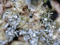 Melanelixia glabratula