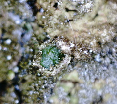 Melanelixia glabratula