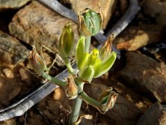 Albuca longipes