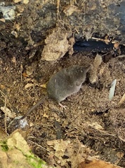 Sorex fumeus
