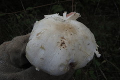 Agaricus xanthodermus