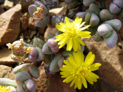 Rhinephyllum