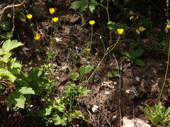 Ranunculus tuberosus