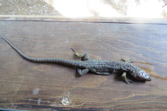 Lepidophyma