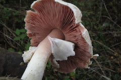 Agaricus xanthodermus