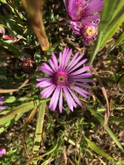 Lampranthus leptaleon