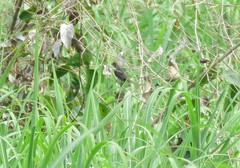 Cyanocompsa parellina