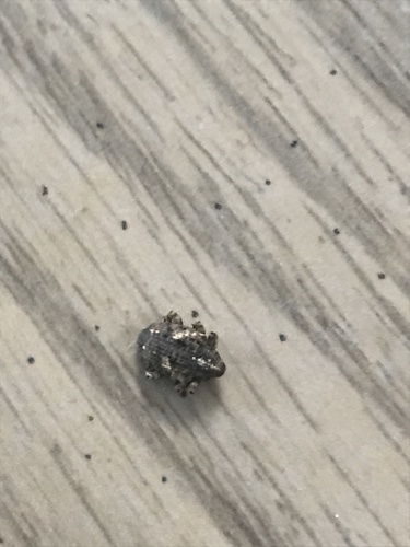 Sternochetus mangiferae observed 2020-10-11