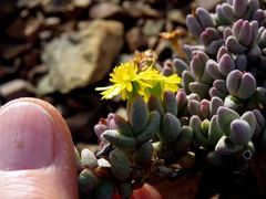 Rhinephyllum