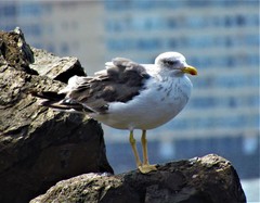 Larus michahellis atlantis