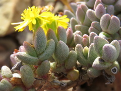 Rhinephyllum