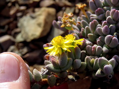 Rhinephyllum
