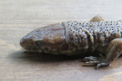 Lepidophyma