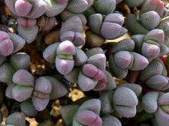 Rhinephyllum