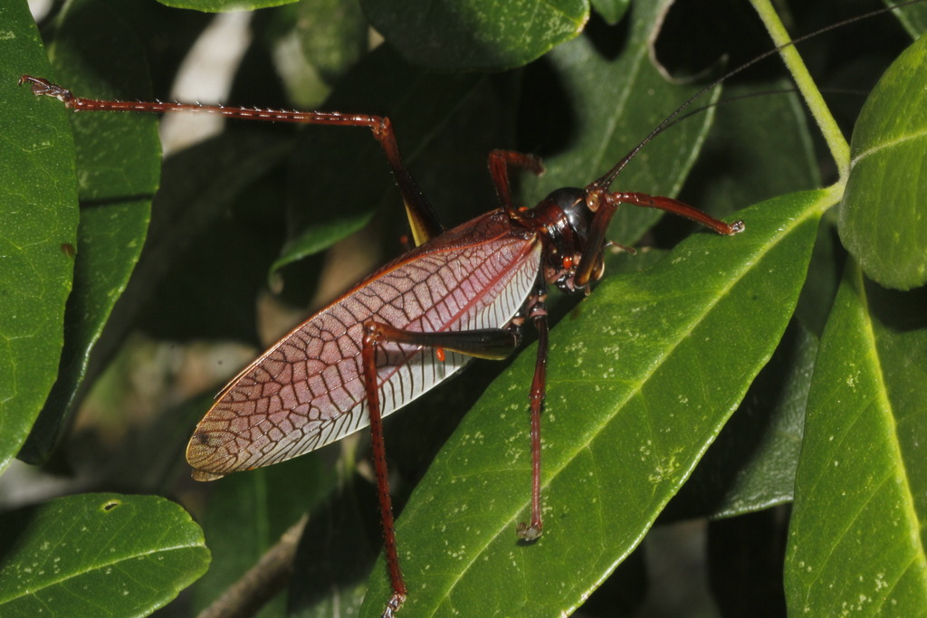 Pterophylla beltrani