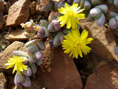 Rhinephyllum