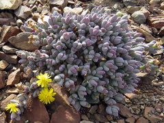 Rhinephyllum