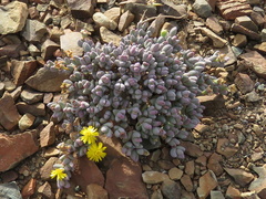 Rhinephyllum