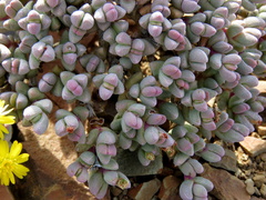 Rhinephyllum