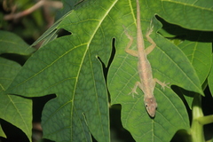 Anolis aeneus