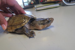 Staurotypus salvinii