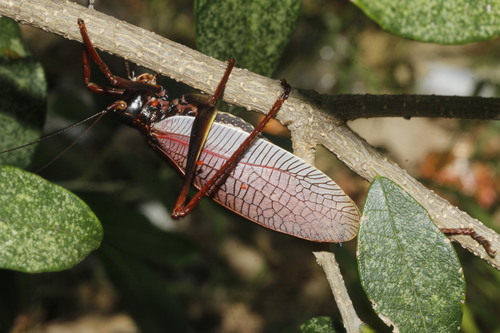 Pterophylla beltrani
