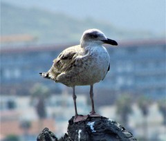 Larus michahellis atlantis