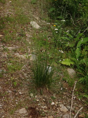 Festuca nigrescens