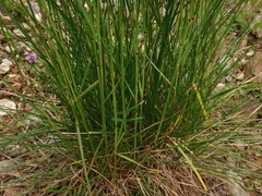 Festuca nigrescens