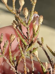 Phymaspermum appressum