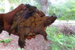 Staurotypus salvinii