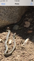 Masticophis lateralis euryxanthus