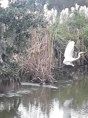 Ardea alba