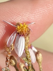 Phymaspermum appressum