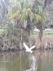 Ardea alba