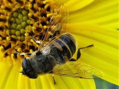 Eristalis tenax