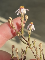 Phymaspermum appressum