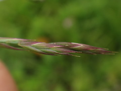 Festuca nigrescens