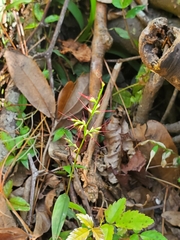 Oplismenus hirtellus setarius