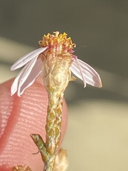 Phymaspermum appressum