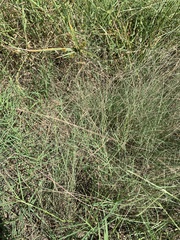 Schedonnardus paniculatus