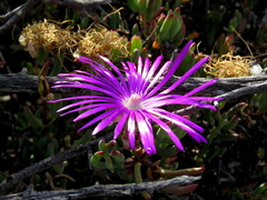 Lampranthus haworthii