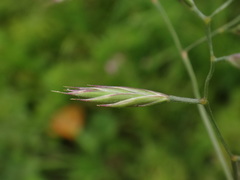 Festuca nigrescens