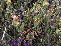 Lampranthus haworthii