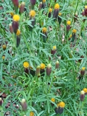 Tagetes coronopifolia