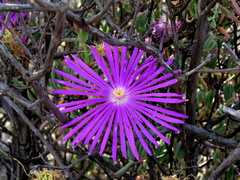 Lampranthus haworthii