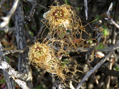 Lampranthus haworthii