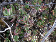 Lampranthus haworthii