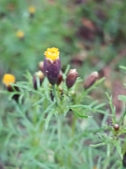 Tagetes coronopifolia