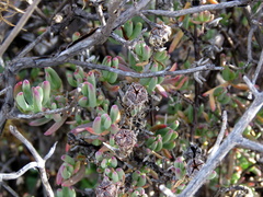 Lampranthus haworthii